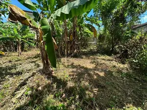 නිට්ටඹුවෙන් පර්චස් 10ක්
