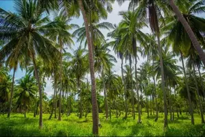 520 Perches Coconut Land For Sale – Pothuhera, Kalugamuwa In Kurunegal