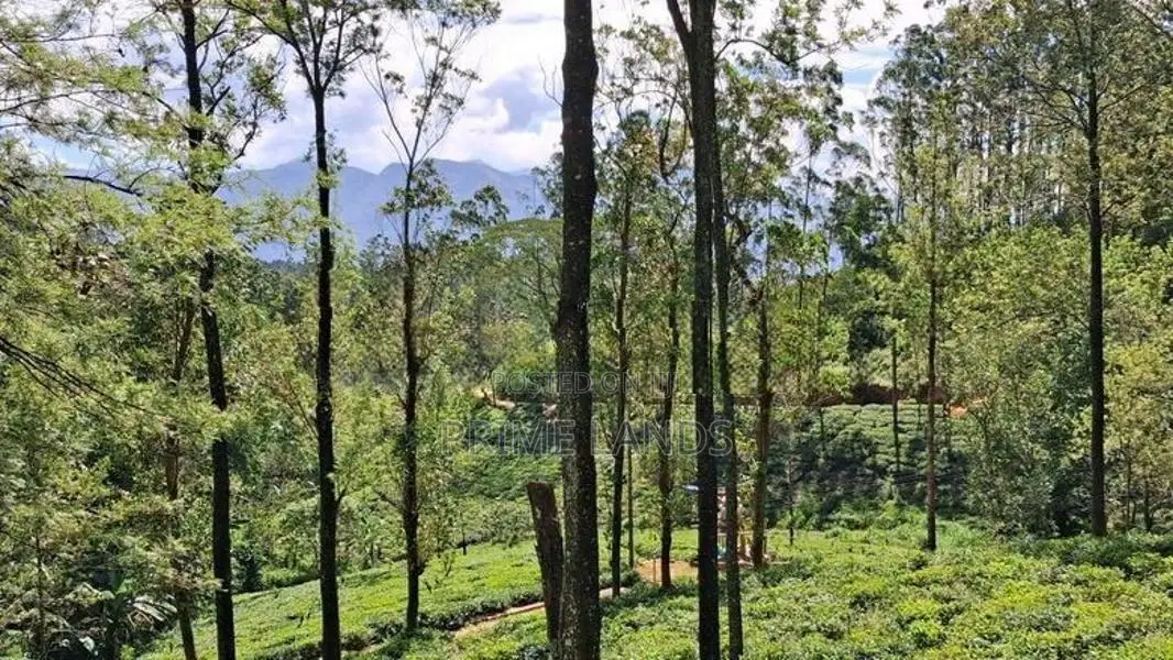 Land for sale in Pussellawa Delta Estate