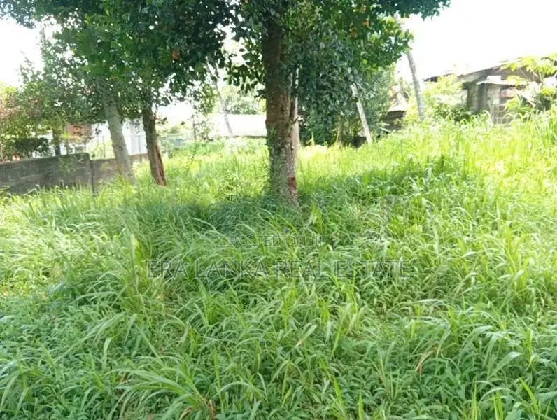 Panadura ඩයස් පෙදෙසේ වටිනා ඉඩමක්