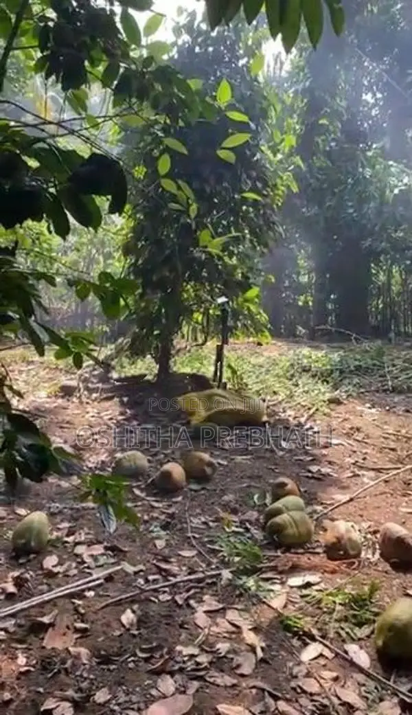 Digana - Land for Sale