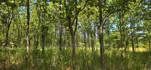 Land for Sale in Dambulla