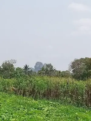 Land for Sale in Sigiriya - සීගිරියෙන් ඉඩමක් විකිණීමට