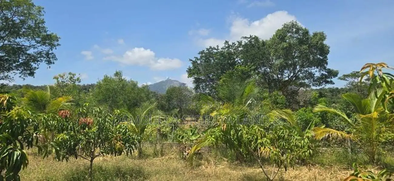 Land for Sale in Dambulla - දඹුල්ලෙන් අනර්ග ඉඩමක් විකිණීමට
