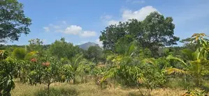 Land for Sale in Dambulla - දඹුල්ලෙන් අනර්ග ඉඩමක් විකිණීමට