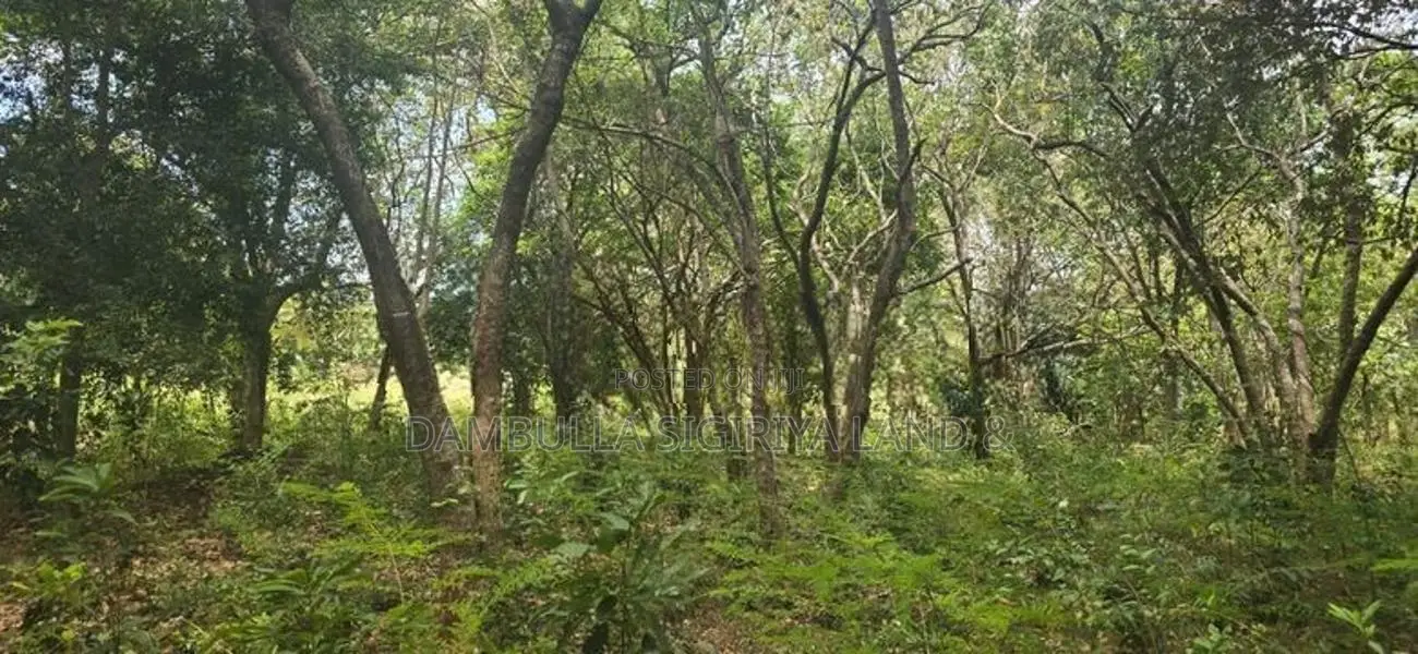 Land for Sale in Sigiriya - සීගිරියෙන් ඉඩමක් විකිණීමට