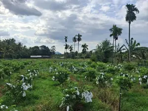 Land For Sale In Dambulla - දඹුල්ලෙන් ඉඩමක් විකිණීමට