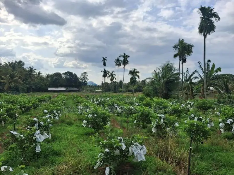 Land For Sale In Dambulla - දඹුල්ලෙන් ඉඩමක් විකිණීමට