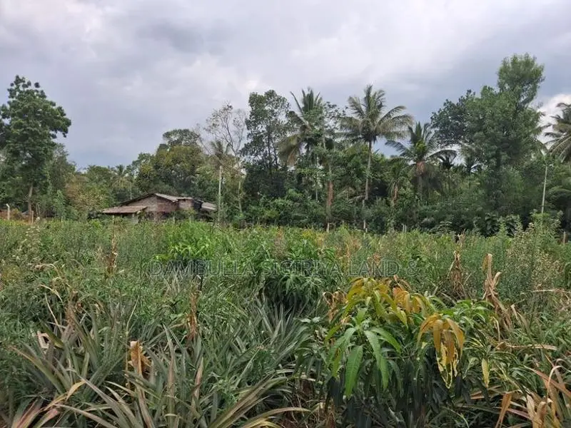 Land For Sale In Dambulla - දඹුල්ලෙන් ඉඩමක් විකිණීමට
