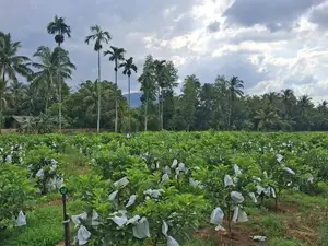 Land For Sale In Dambulla - දඹුල්ලෙන් ඉඩමක් විකිණීමට