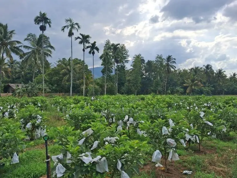 Land For Sale In Dambulla - දඹුල්ලෙන් ඉඩමක් විකිණීමට