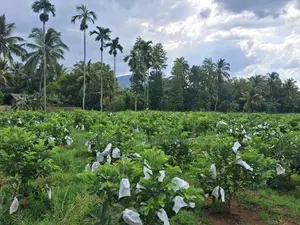 Land For Sale In Dambulla - දඹුල්ලෙන් ඉඩමක් විකිණීමට