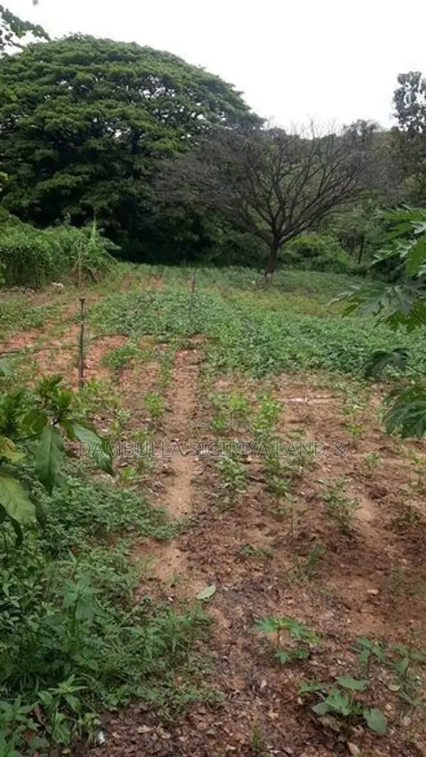 Land for Sale in Dambulla - දඹුල්ලෙන් ඉඩමක් විකිණීමට
