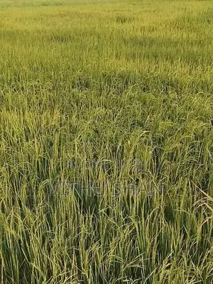Prime Paddy Land For Sale – Unnichai, Batticaloa