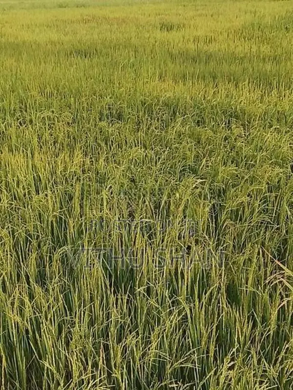 Prime Paddy Land For Sale – Unnichai, Batticaloa