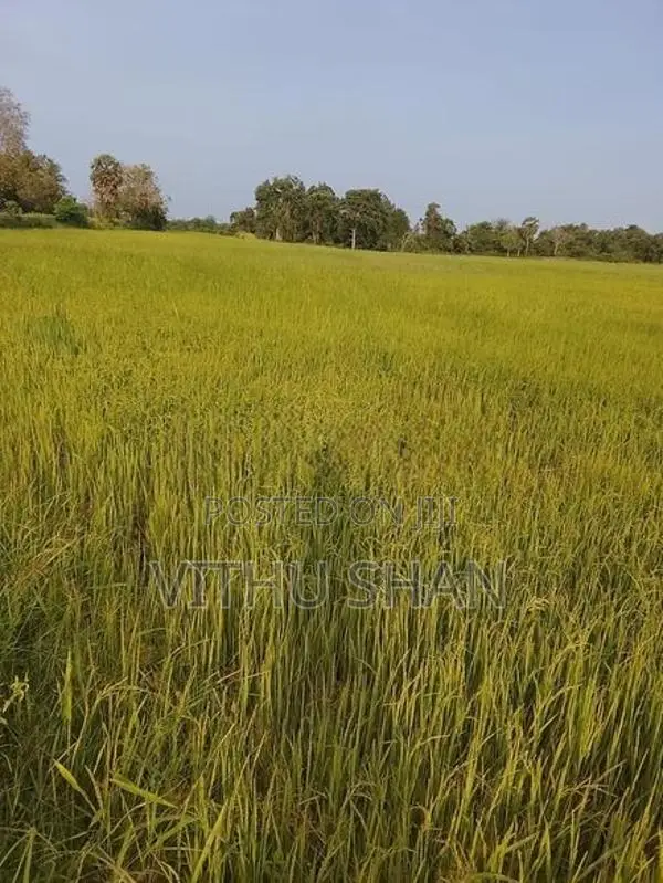 Prime Paddy Land For Sale – Unnichai, Batticaloa