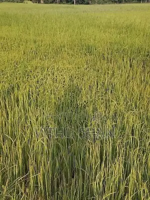 Prime Paddy Land For Sale – Unnichai, Batticaloa