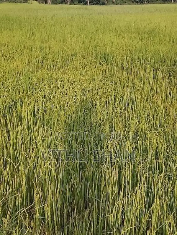 Prime Paddy Land For Sale – Unnichai, Batticaloa