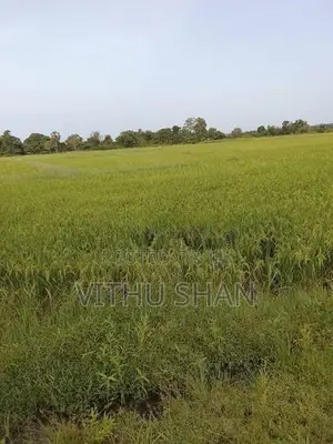 Prime Paddy Land For Sale – Unnichai, Batticaloa