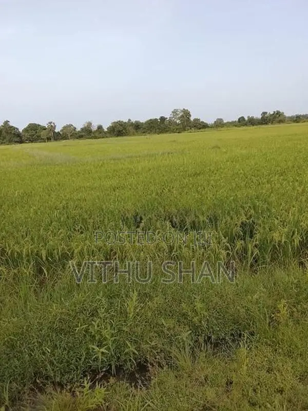 Prime Paddy Land For Sale – Unnichai, Batticaloa