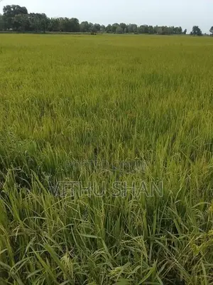 Prime Paddy Land For Sale – Unnichai, Batticaloa