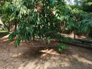 100perch land with house for sale Veyangoda