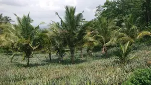 Agricultural Land for Sale in Amithirigala Kirindiwela