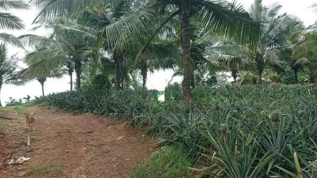 Agricultural Land for Sale in Amithirigala Kirindiwela