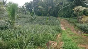 Agricultural Land for Sale in Amithirigala Kirindiwela