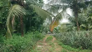 Agricultural Land for Sale in Amithirigala Kirindiwela