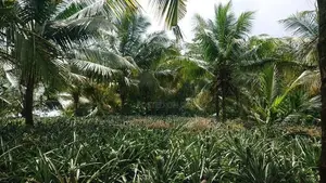 Agricultural Land for Sale in Amithirigala Kirindiwela