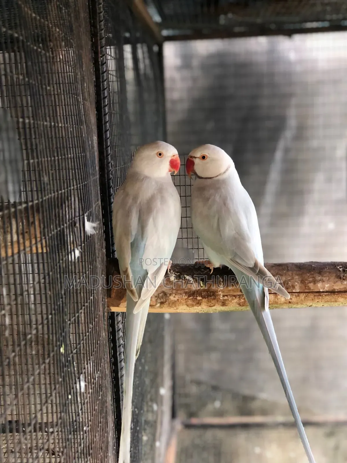Ring Neck Parrots