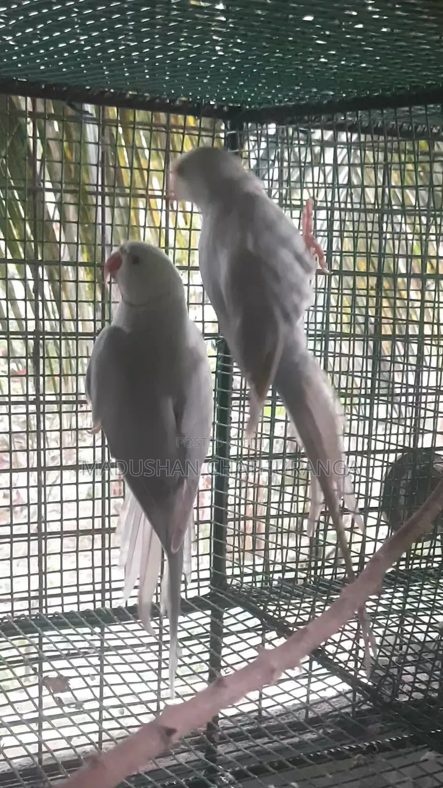 Ring Neck Parrots