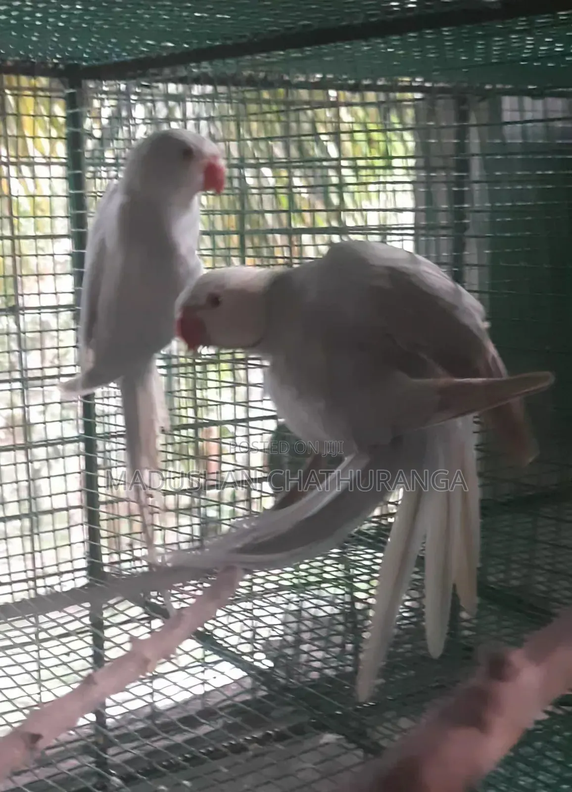 Ring Neck Parrots