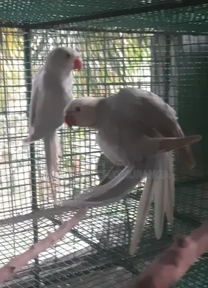 Ring Neck Parrots