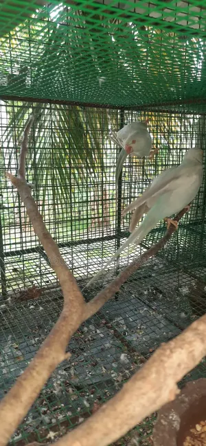 Ring Neck Parrots