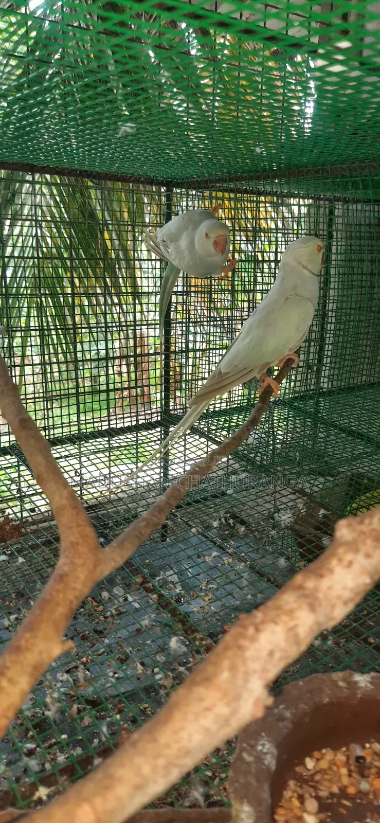 Ring Neck Parrots