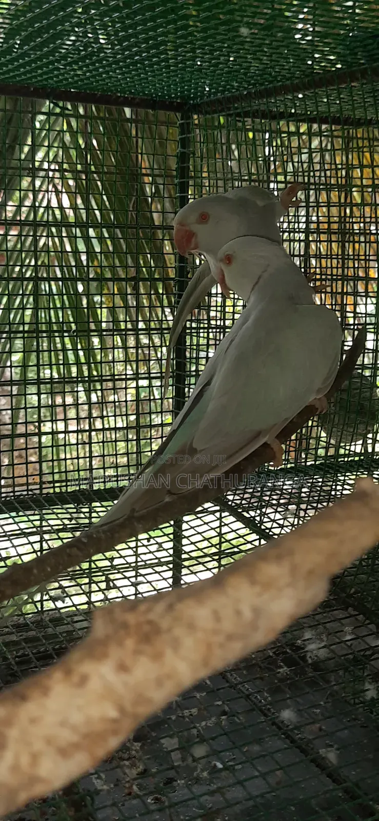 Ring Neck Parrots