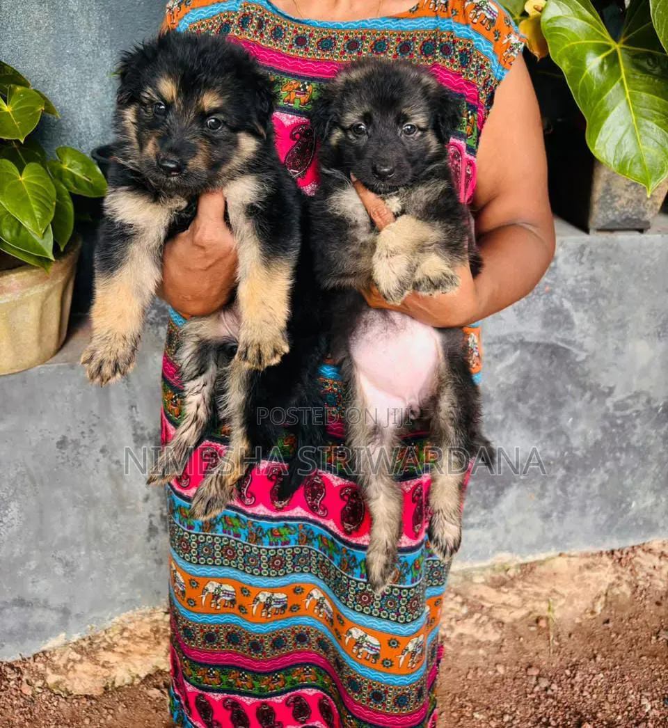 0-1 month Female Purebred German Shepherd
