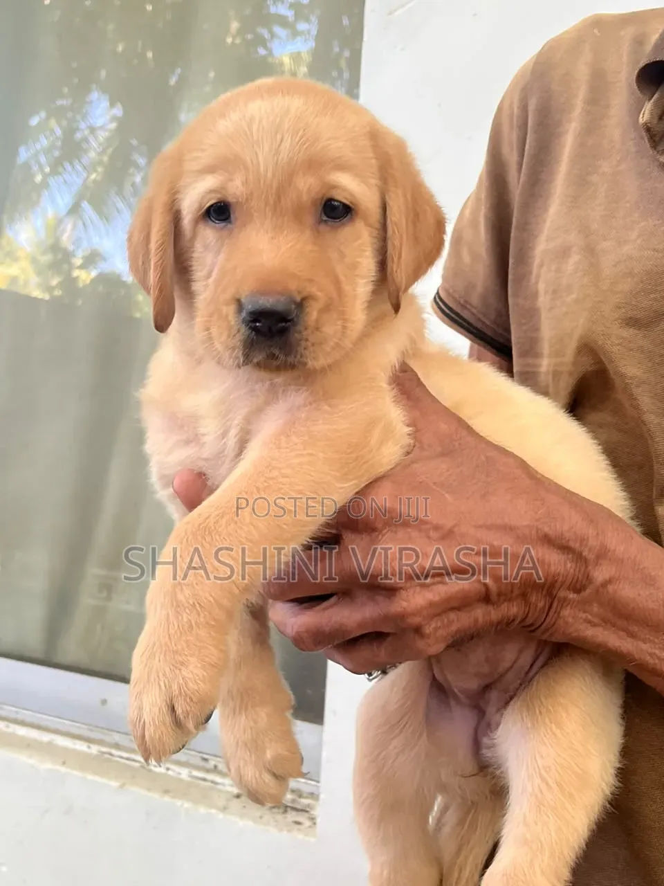 1-3 months Female Purebred Labrador Retriever