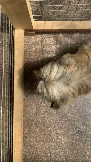 3-6 months Male Purebred Shih Tzu