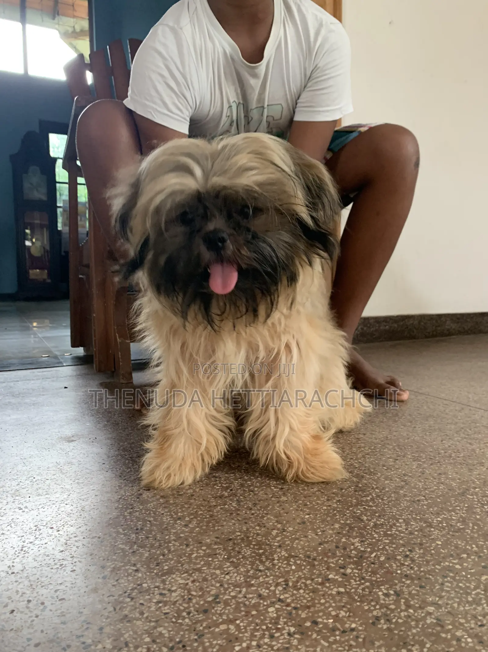 3-6 months Male Purebred Shih Tzu