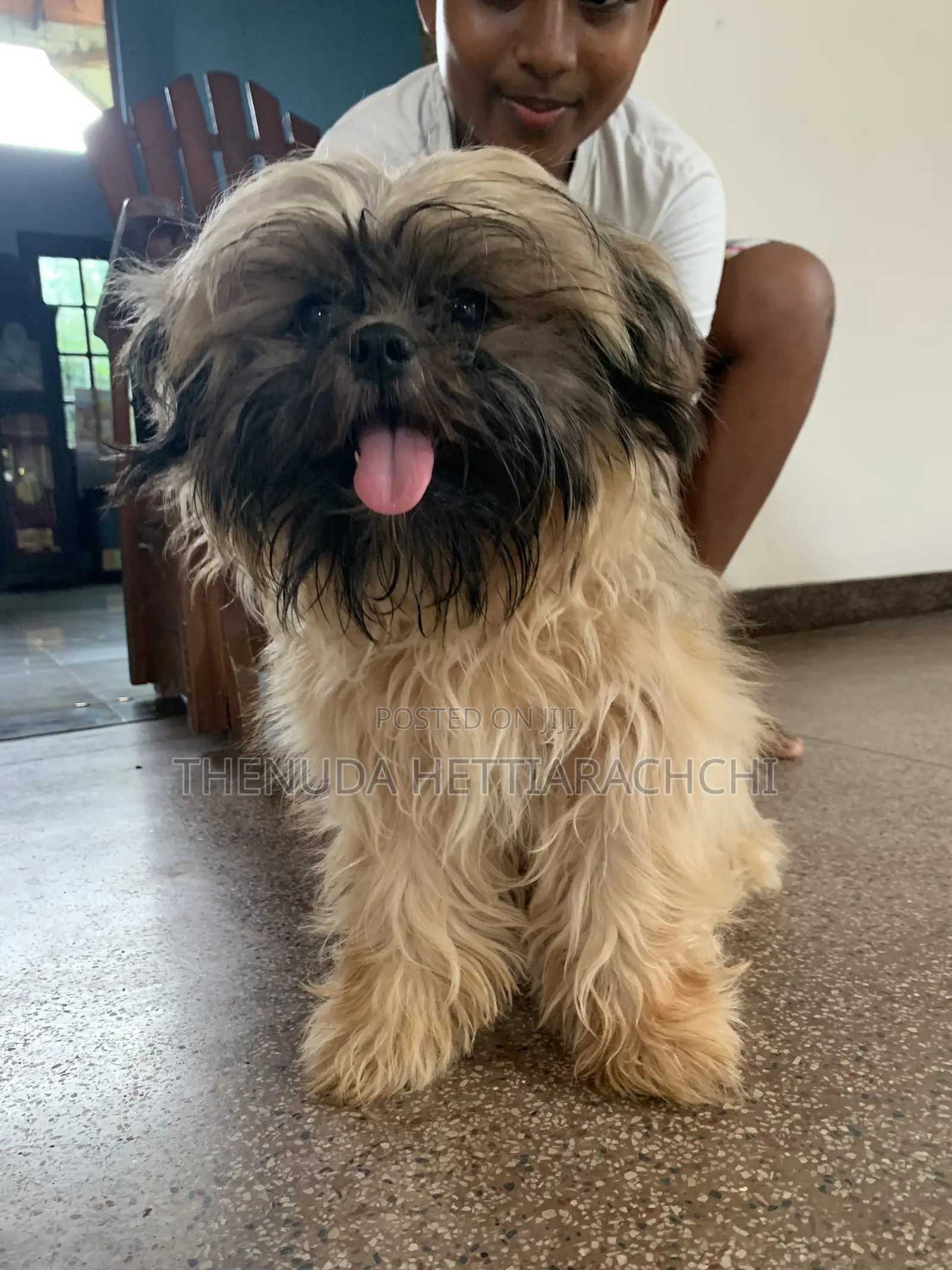 3-6 months Male Purebred Shih Tzu