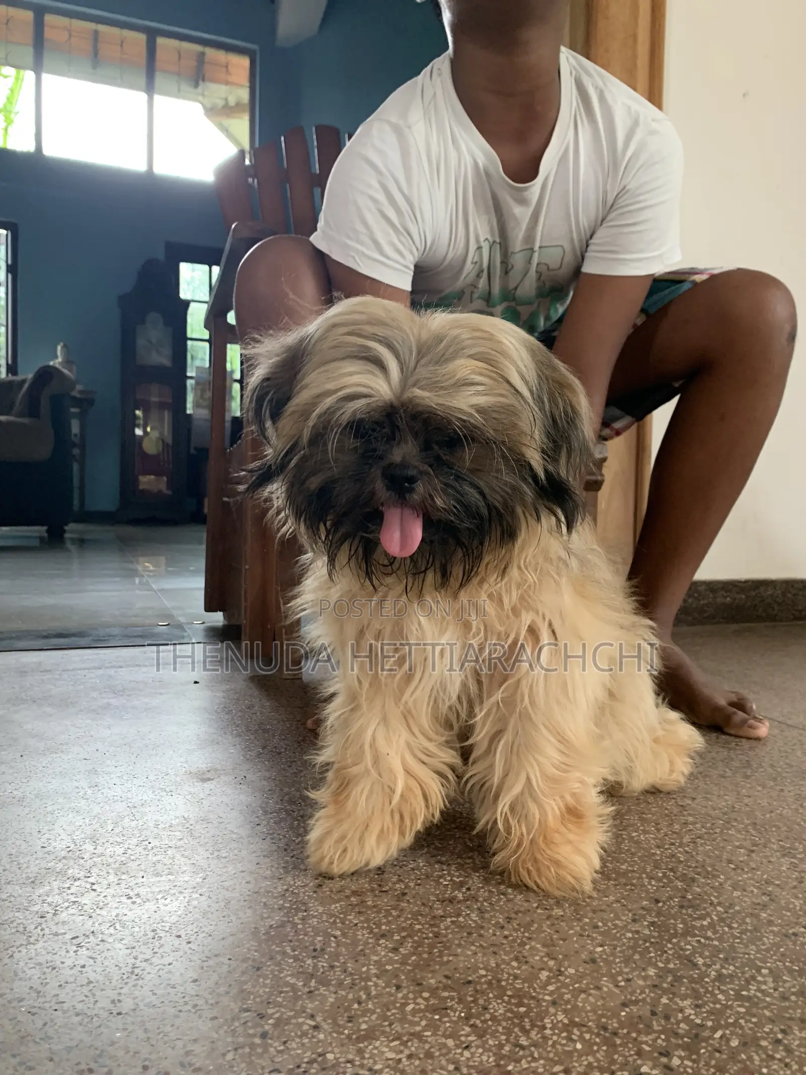 3-6 months Male Purebred Shih Tzu