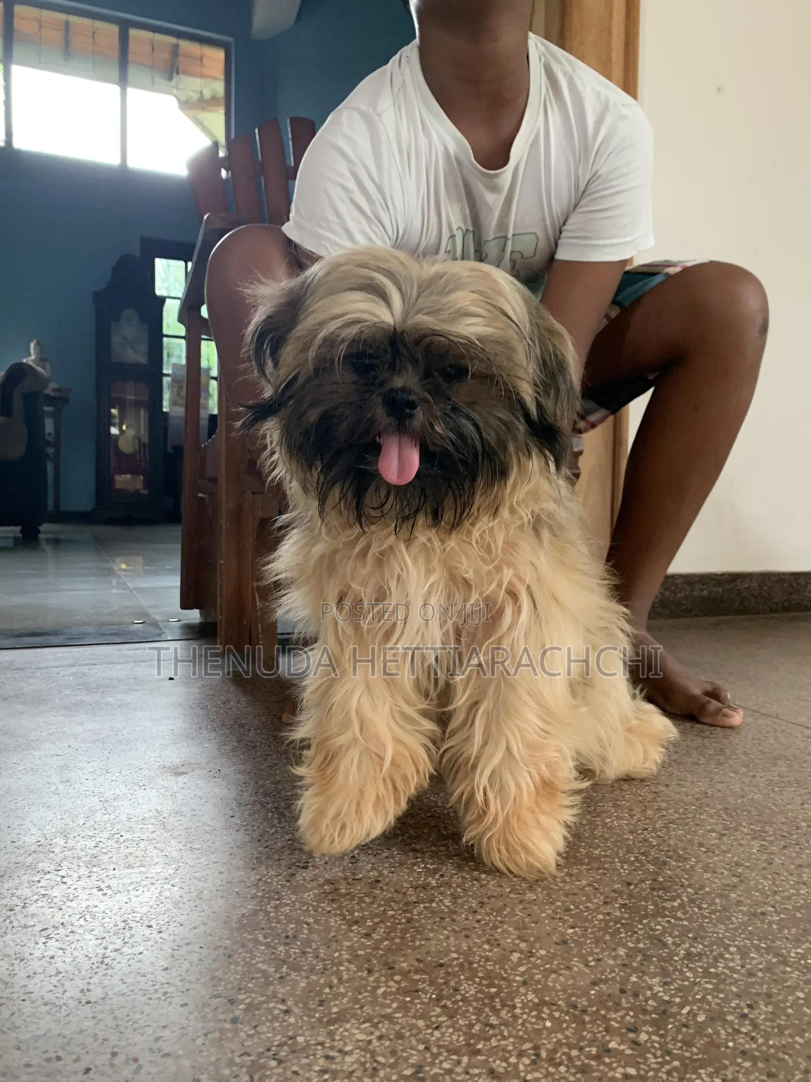 3-6 months Male Purebred Shih Tzu