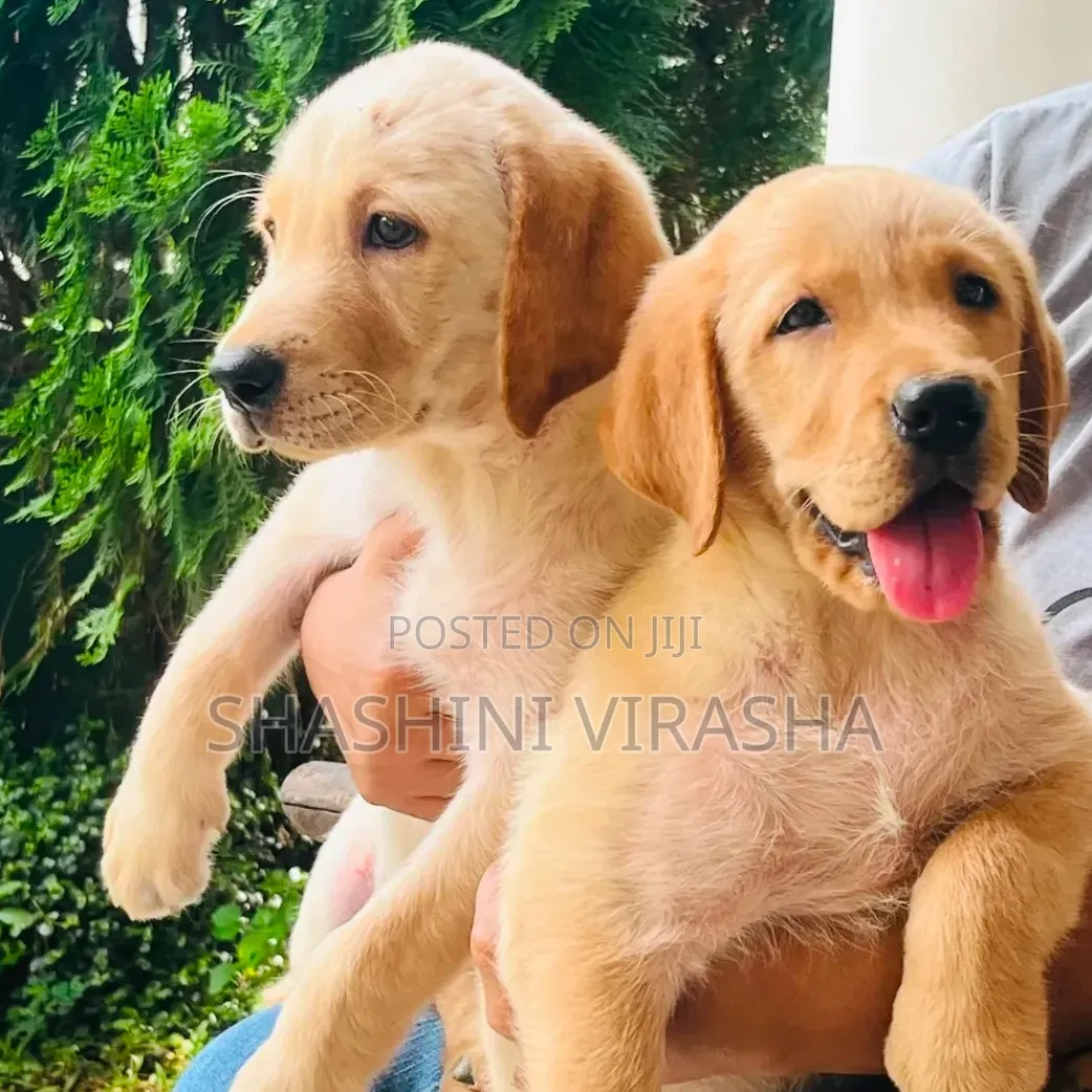 1-3 months Female Purebred Labrador Retriever
