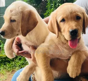 1-3 months Female Purebred Labrador Retriever