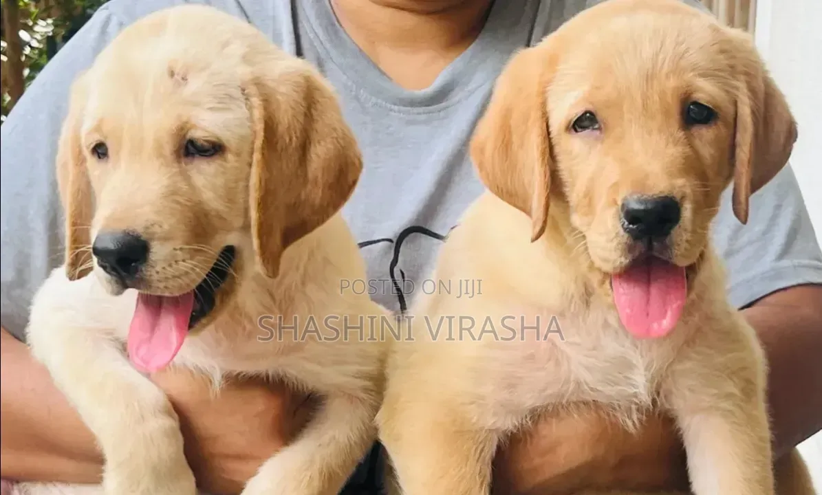 1-3 months Female Purebred Labrador Retriever