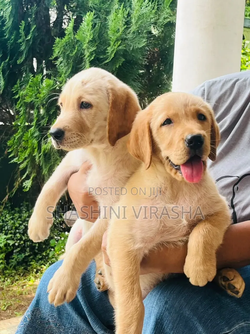 1-3 months Female Purebred Labrador Retriever