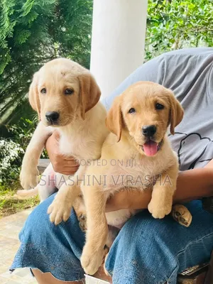 1-3 months Female Purebred Labrador Retriever